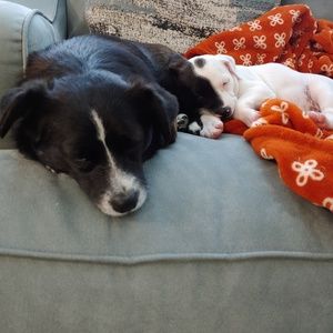 Meet your Posher, Missy